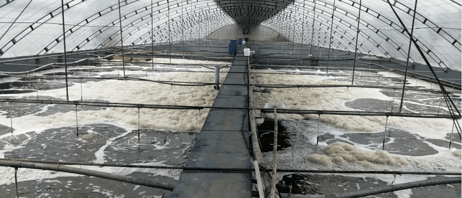 海水養(yǎng)殖消泡劑應用場景圖